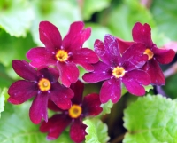 Primula moerheimii